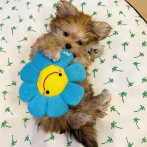 petsmart dog adoption events