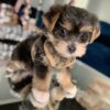 dogs for adoption at petsmart