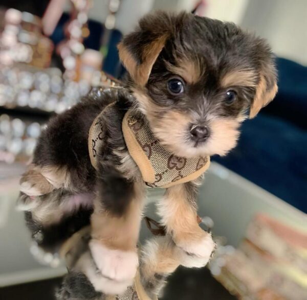 dogs for adoption at petsmart