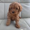 animal shelters near me