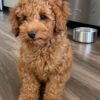 pet adoption services