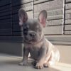 French bulldogs for sale in Michigan