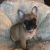Serene French Bulldog Puppies