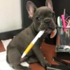 french bull dogs for adoption