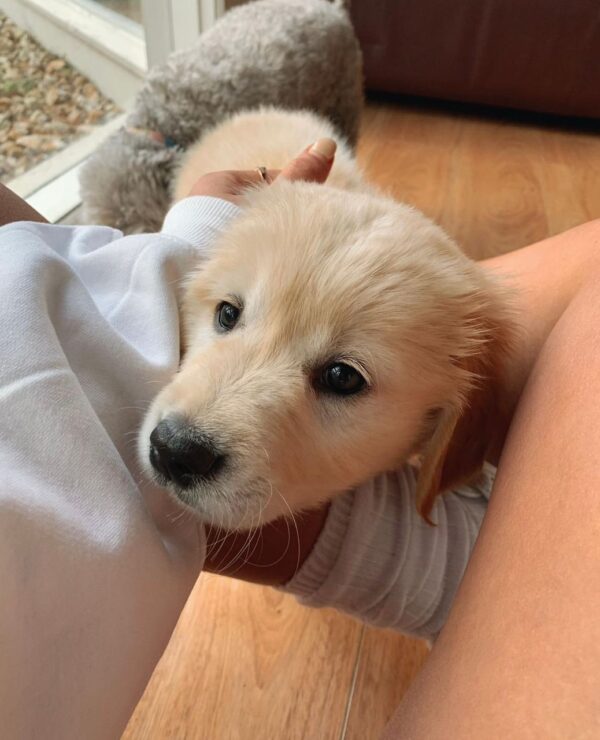 puppy for sale golden retriever