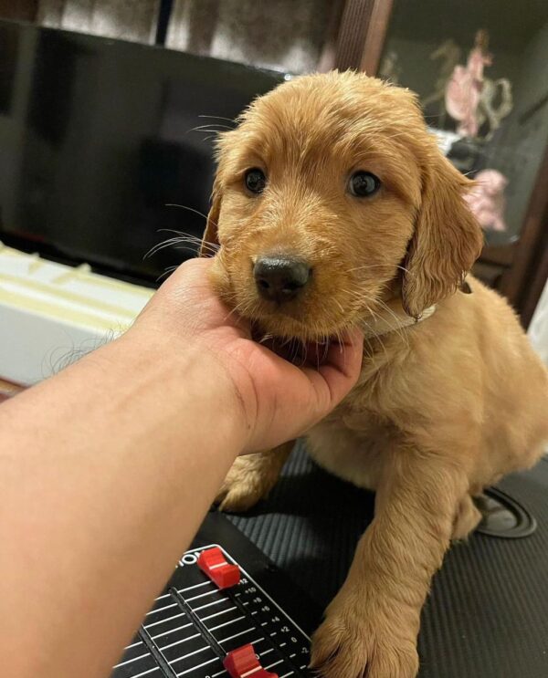 Buy golden retriever puppy