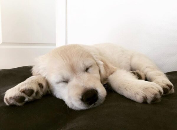 English cream golden retriever for sale