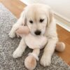 English cream golden retriever for sale