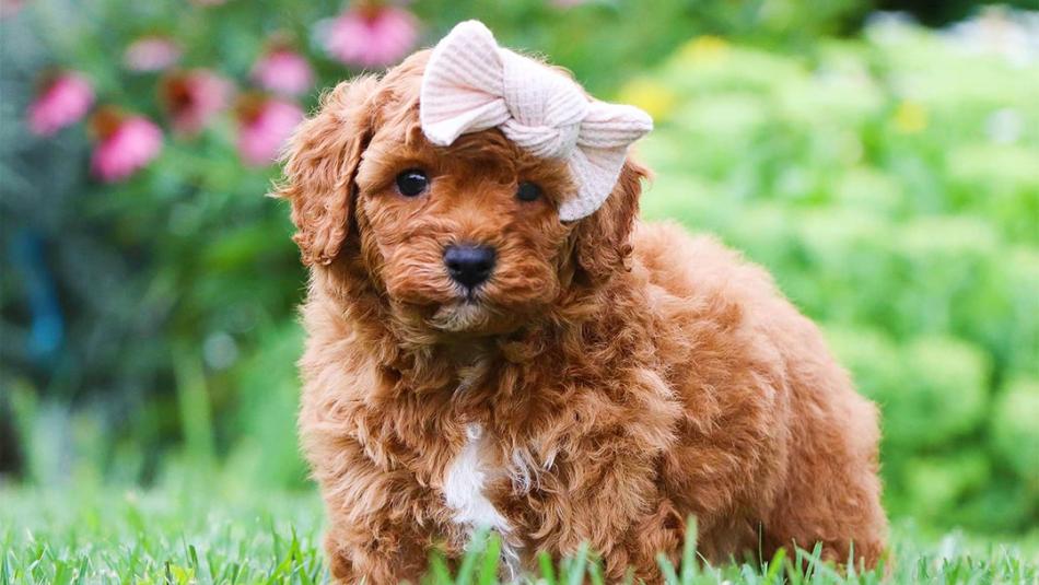 Mini Cavapoo